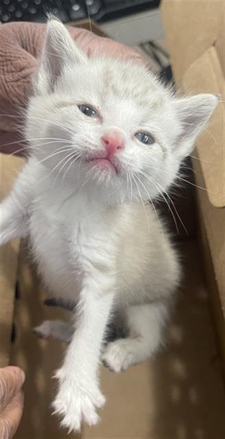 ANGEL - Domestic Short Hair available for adoption
