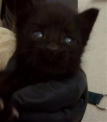 BENITO - Domestic Medium Hair available for adoption