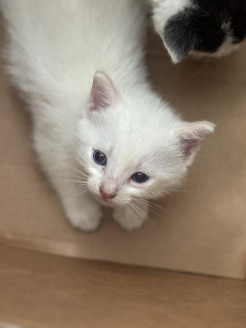 SNOW - Domestic Short Hair available for adoption