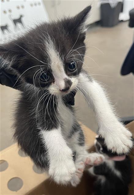 CHILI - Domestic Short Hair available for adoption