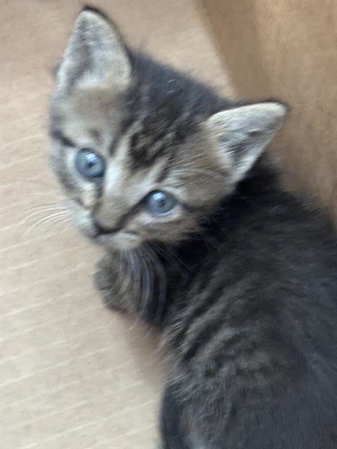 LOLA - Domestic Short Hair available for adoption