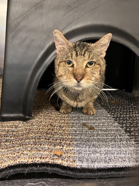 CHEDDAR - Domestic Short Hair available for adoption