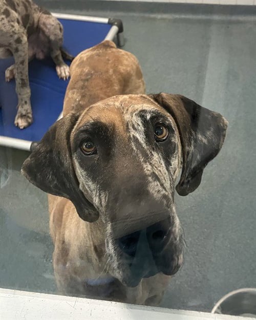 LILY - Great Dane available for adoption
