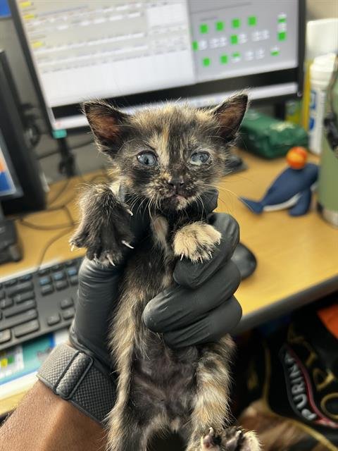 WEDNESDAY - Domestic Medium Hair available for adoption
