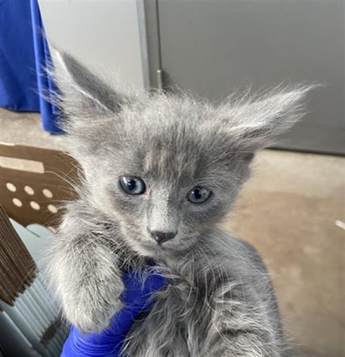 HERMES - Domestic Medium Hair available for adoption