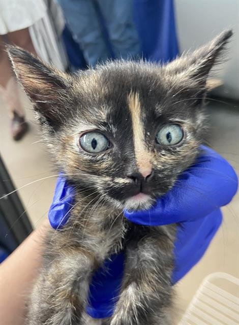 CHRISTINA YANG - Domestic Short Hair available for adoption