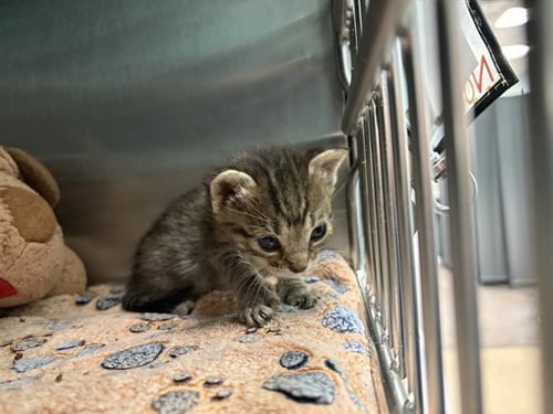 CATALINA - Domestic Medium Hair available for adoption