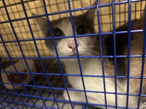 BROOKE - Domestic Short Hair available for adoption