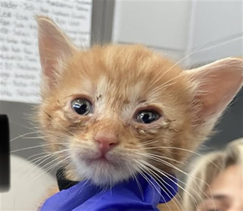 KENOBI - Domestic Short Hair available for adoption