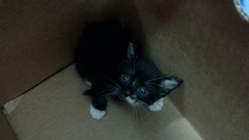 SNOWY - Domestic Short Hair available for adoption