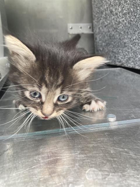 TAYLOR - Domestic Short Hair available for adoption