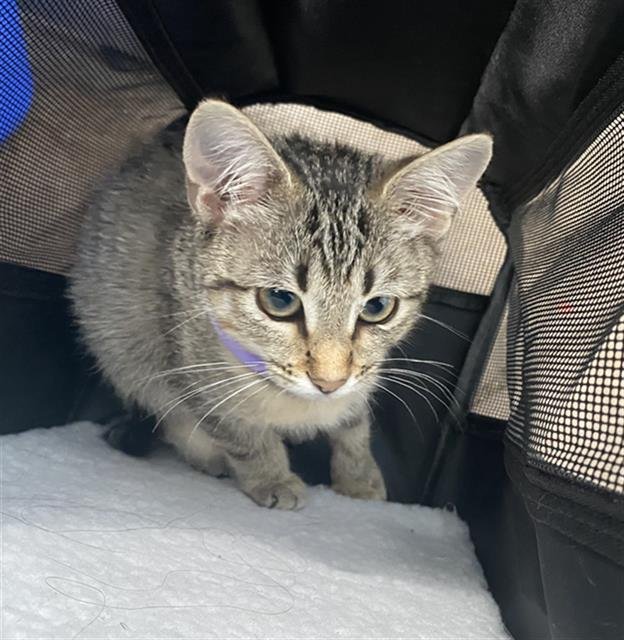 KIKI Image