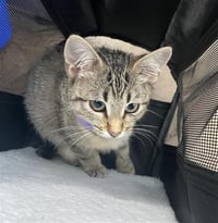 KIKI - Photo 1
