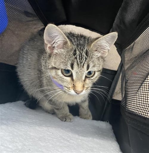KIKI - Domestic Short Hair available for adoption