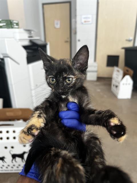 SANGRIA - Domestic Medium Hair available for adoption