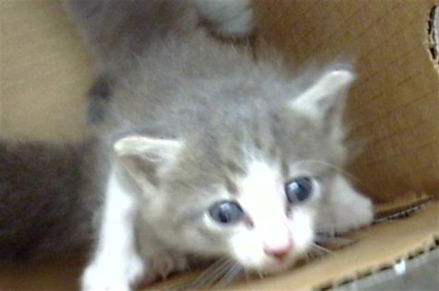 MANNY - Domestic Short Hair available for adoption