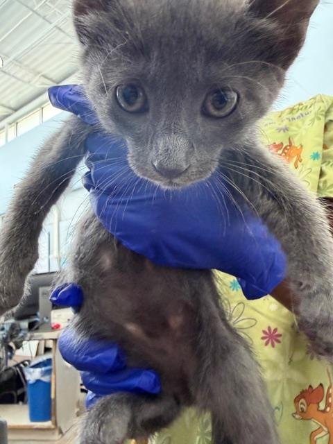 CINDER - Domestic Short Hair available for adoption