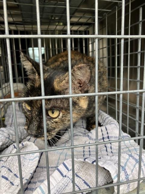 MAMA BEAR - Domestic Medium Hair available for adoption
