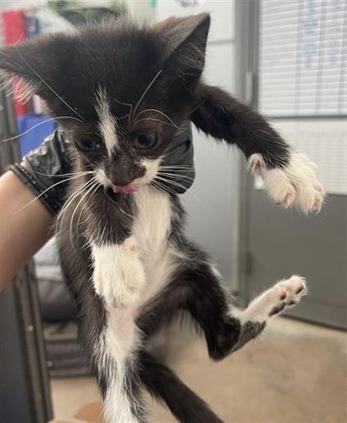 PIPPI - Domestic Short Hair available for adoption