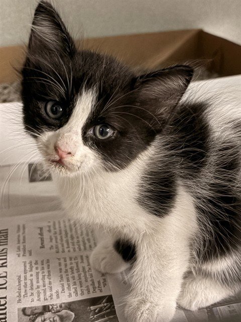 BUBBLES - Domestic Short Hair available for adoption