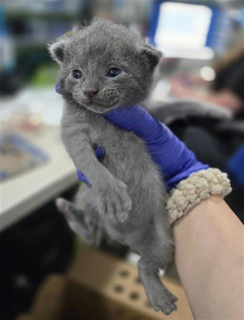 CHANNING - Domestic Short Hair available for adoption