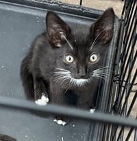 OREO - Photo 1
