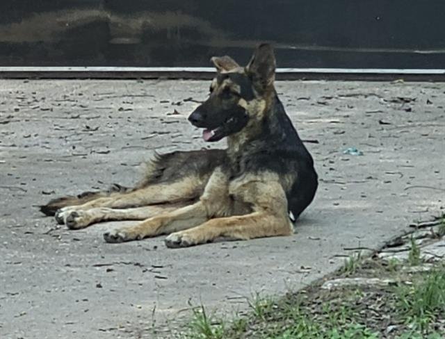 REX Image