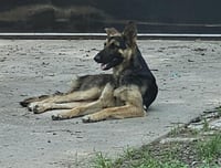 REX - Photo 1