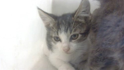 MILO - Domestic Short Hair available for adoption