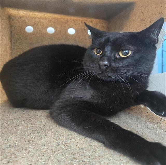 MUFFIN - Domestic Short Hair available for adoption