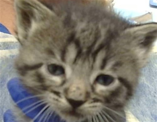MAHITO - Domestic Medium Hair available for adoption