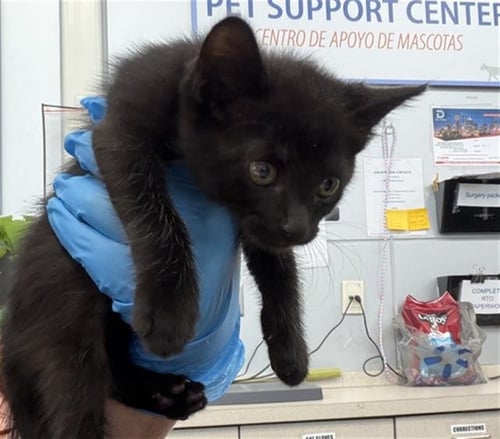 JETSON - Domestic Short Hair available for adoption