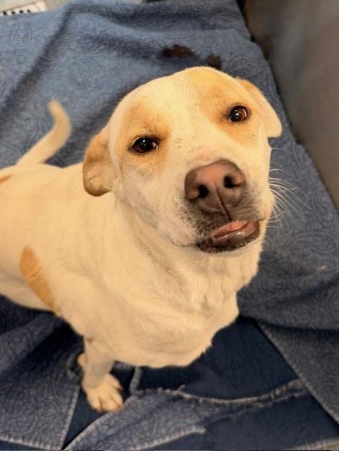 PENNY - Labrador Retriever available for adoption