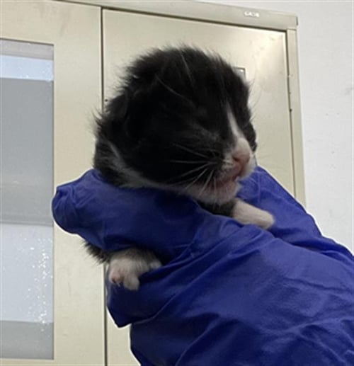 TACO - Domestic Short Hair available for adoption