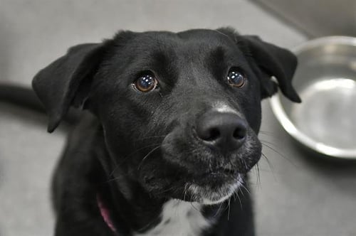 PRINCESS - Labrador Retriever available for adoption