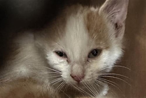 MILAN - Domestic Short Hair available for adoption