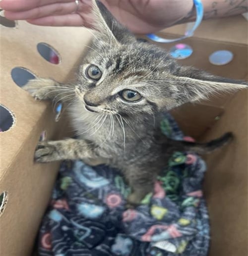 PRINCESS - Domestic Short Hair available for adoption