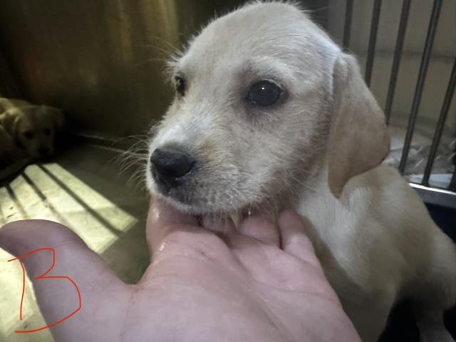 PUMPKIN - Labrador Retriever available for adoption