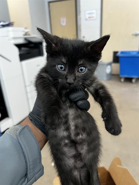 HENDRIX - Domestic Medium Hair available for adoption