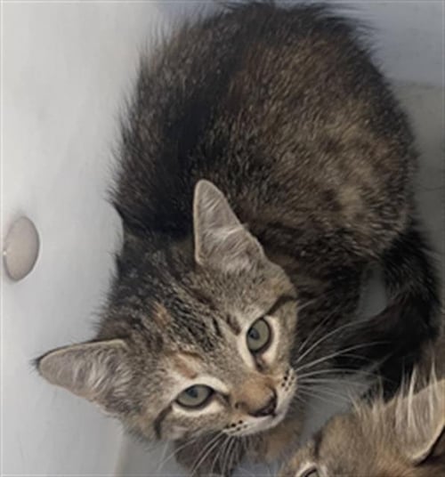 FLOWER - Domestic Short Hair available for adoption