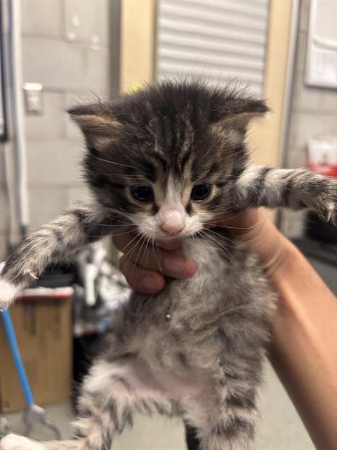 CURLY - Domestic Short Hair available for adoption