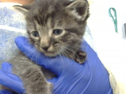 TODO - Domestic Medium Hair available for adoption