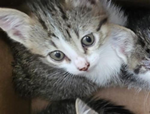 LEAF - Domestic Short Hair available for adoption