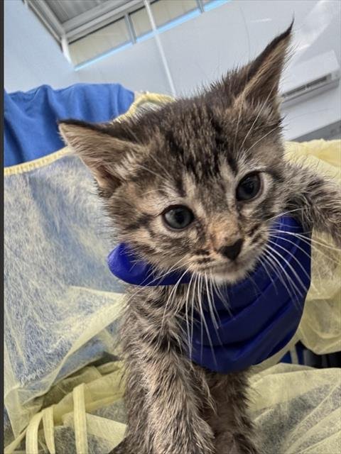 JACK - Domestic Short Hair available for adoption