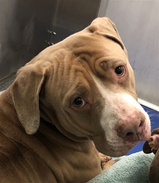 SADIE - Pit Bull Terrier available for adoption