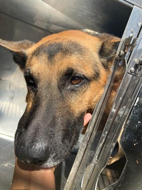 ACE - German Shepherd Dog available for adoption