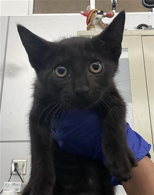 FLASH - Domestic Short Hair available for adoption