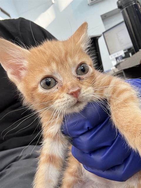 GIGI - Domestic Short Hair available for adoption