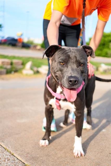 SMITTY - Pit Bull Terrier for adoption in Irving