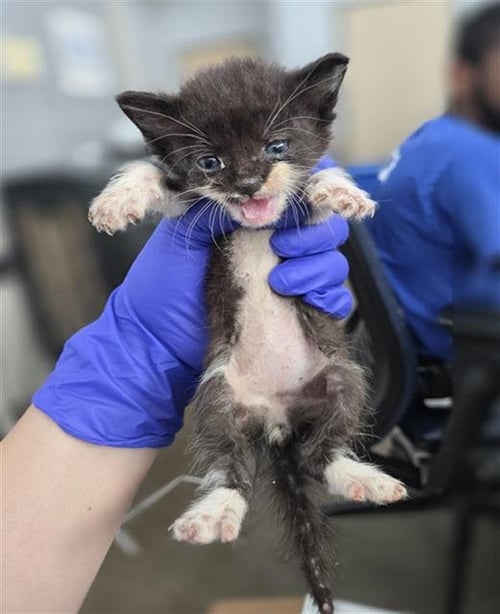 OSLO - Domestic Short Hair available for adoption